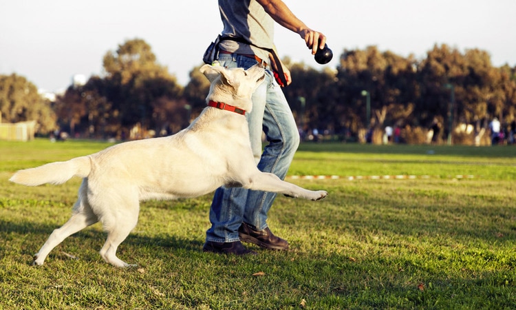 your task less stressful as a dog owner